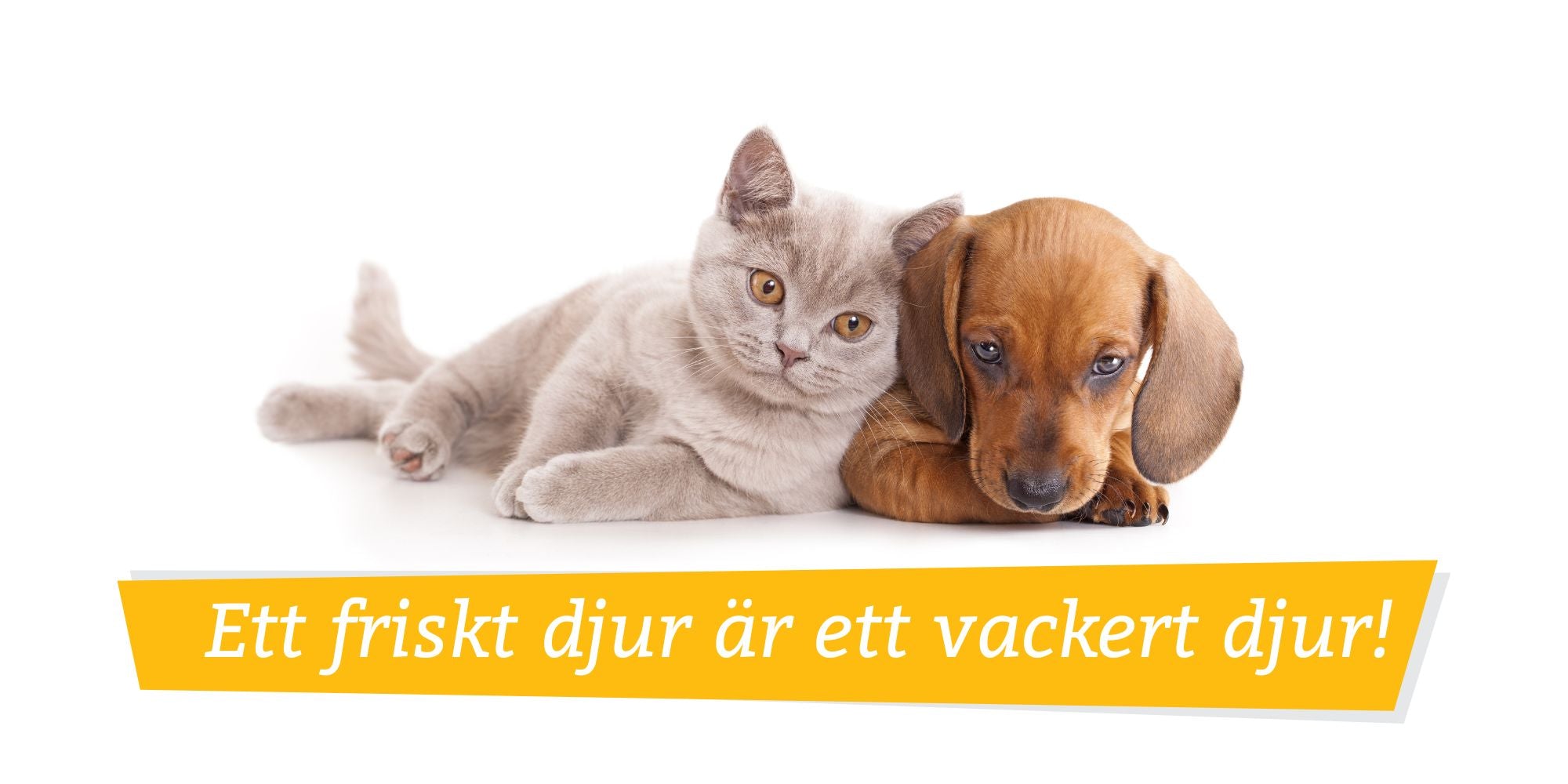 Hund och katt Banner Ett friskt djur är ett vackert djur