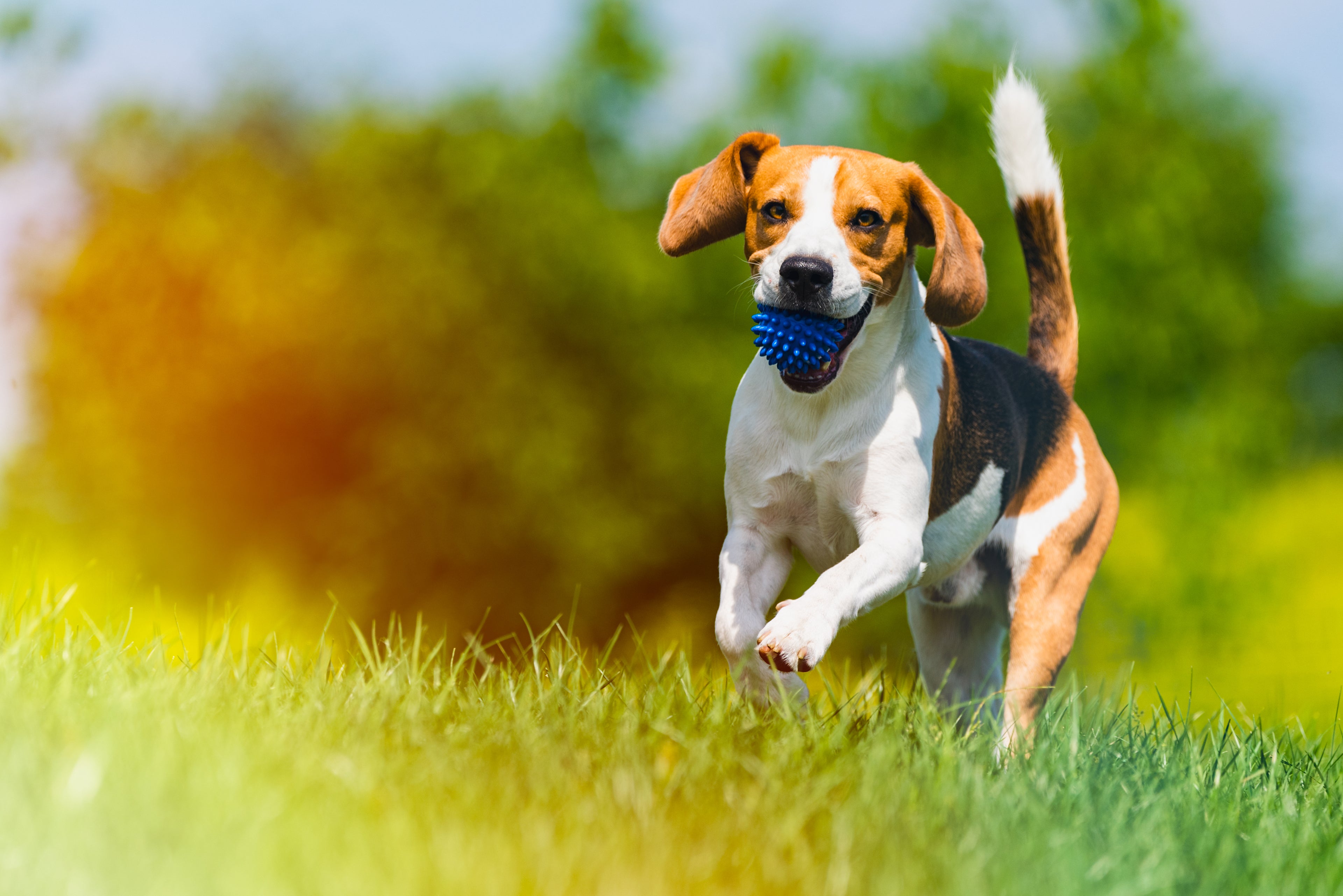 Glad beagle springer i solen med boll