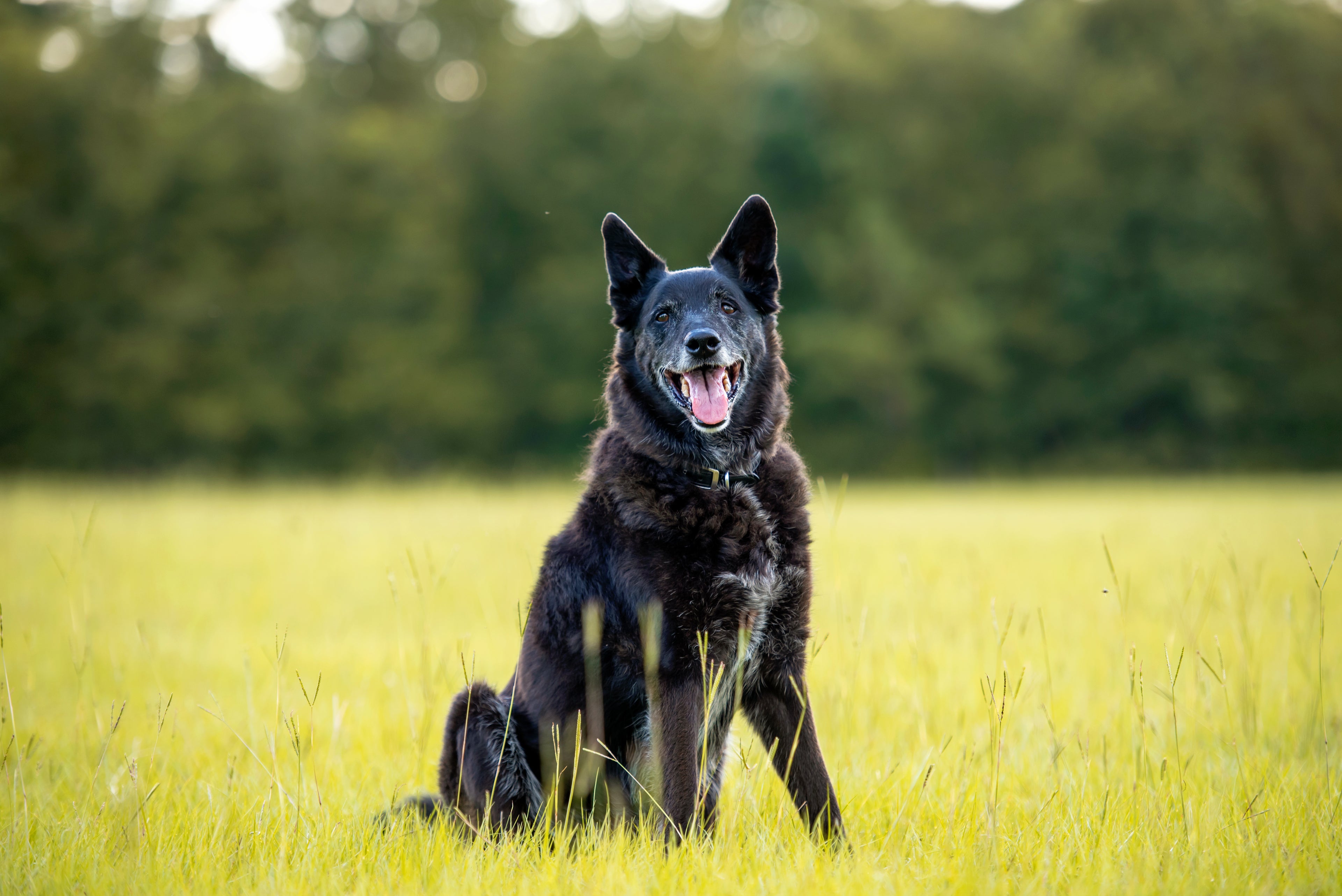Glad hund som sitter i gräset